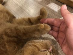 -飞行喵MR PILOT|猫舍·猫咖(静安大融城店)
