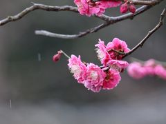 -红梅公园