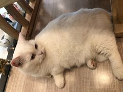 -飞行喵MR PILOT|猫舍·猫咖(静安大融城店)