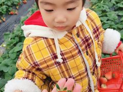 -喜杨洋草莓采摘园