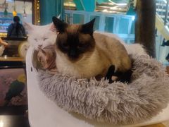 -猫小院猫主题咖啡厅(北锣店)