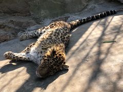 -大连森林动物园