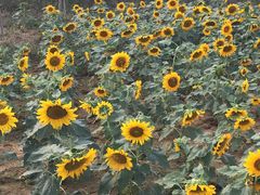 -武汉紫薇都市田园