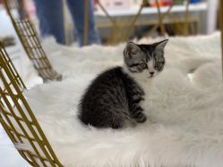 -卡卡喜糖伴手礼·商务礼宝宝礼·婚礼用品