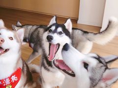 -Husky Go! 哈士奇体验馆·宠物咖啡厅狗咖