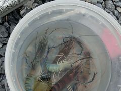 -DGE季风钓虾营地·团建·聚会