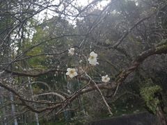 陈毅亲自种的梅花树-广东温泉宾馆