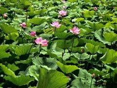 -莲池书院博物馆