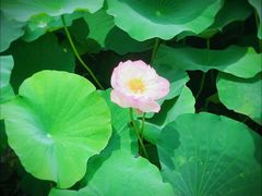 -荷塘月色湿地公园·向阳花洲