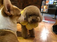 -more than meow吴止猫主题餐厅(承德 中船汇店)