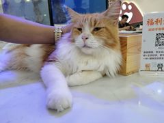 -喵园·猫主题咖啡厅·撸猫·猫咖(国贸店)