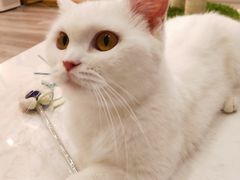 -BABIT巴比特宠物(MOMOPARK店)