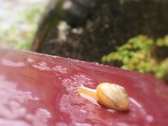 -太鲁阁公园