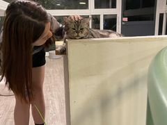 -有猫主题·治愈系猫咖(曾厝垵店)
