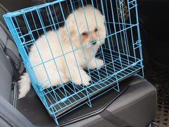 -艾贝尔宠物医院·狂犬免疫点(江山金象城店)