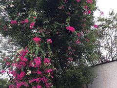 -莲花山公园