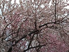 -桃花堤公园