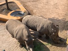 -西霞口神雕山野生动物世界
