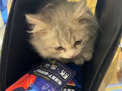 -欣宠猫屋·矮脚拿破仑·蓝金金渐层