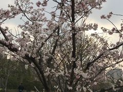 -新江湾城公园