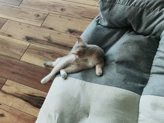 -Umiao与猫咖啡 猫咖