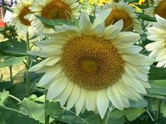 -奥林匹克森林公园北园-停车场