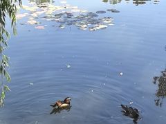 -西湖游船