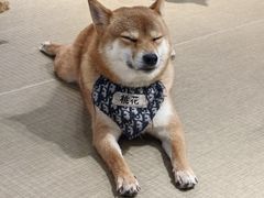 -逗柴咖啡屋·狗咖猫咖宠物桌游