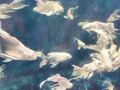 -西安曲江海洋极地公园