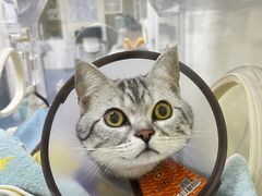 -瑞鹏宠物医院·爱宠堂(环西分院)