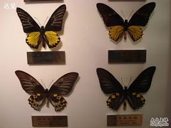 蝴蝶标本-上海昆虫博物馆