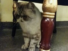 -猫色咖啡·猫咖