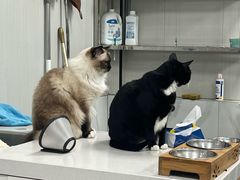 -东莞宠友24H宠物中心医院·转诊夜诊·异宠(新河北路院)