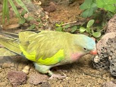 -南宫五洲植物乐园