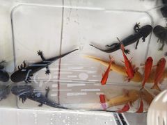 -汤姆熊欢乐世界(大连恒隆广场店)