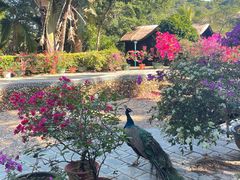 -蜈支洲岛珊瑚酒店临海阁中餐厅