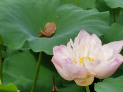 -荷塘月色湿地公园·向阳花洲