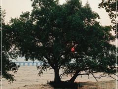 -宝安西湾红树林湿地公园