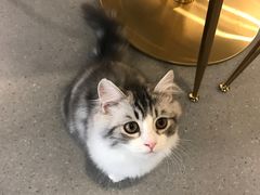 -飞行喵MR PILOT|猫舍·猫咖(静安大融城店)
