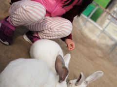 -前小桔亲子创意农场·草莓采摘·露营烧烤