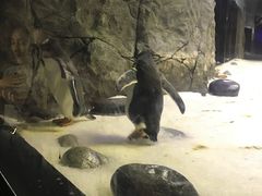 -悉尼海洋生物水族馆