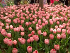 -洛阳郁金香牡丹园