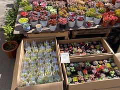 -宝鸡东道花鸟鱼虫市场(吉利花园商场店)