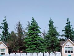 -日照海滨国家森林公园