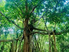 -中国科学院西双版纳热带植物园