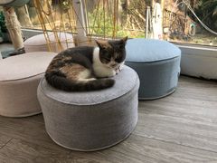 -有猫主题·治愈系猫咖(曾厝垵店)
