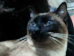 -纳吉亚猫专科动物医院博雅分院