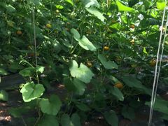 -万源龙顺度假庄园生态观光园