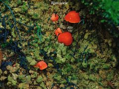 -海南热带雨林国家公园吊罗山景区