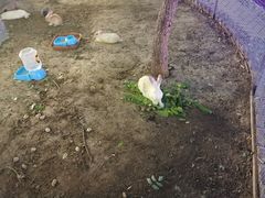 -枫花园汽车电影院(朝阳公园店)
